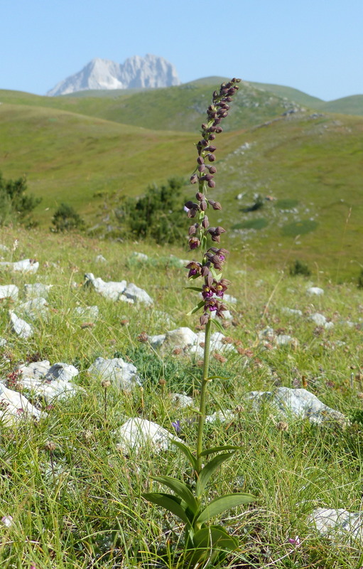 Orchidee a Campo Imperatore tra Medioevo e wilderness  primavera 2023